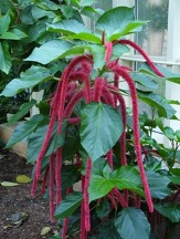 Giant Chenille Plant, Red-Hot Cats Tail, Acalypha hispida